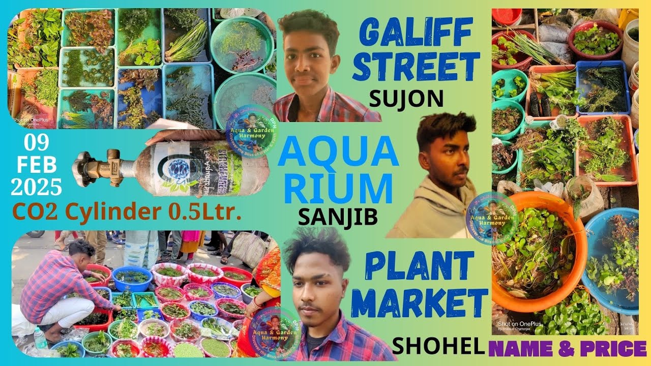 TOP 3 SELLERS ON GALIFF STREET REVEAL 09FEB25 | AQUARIUM PLANT PRICES! MUST-WATCH FOR FISH LOVERS! 🐠
