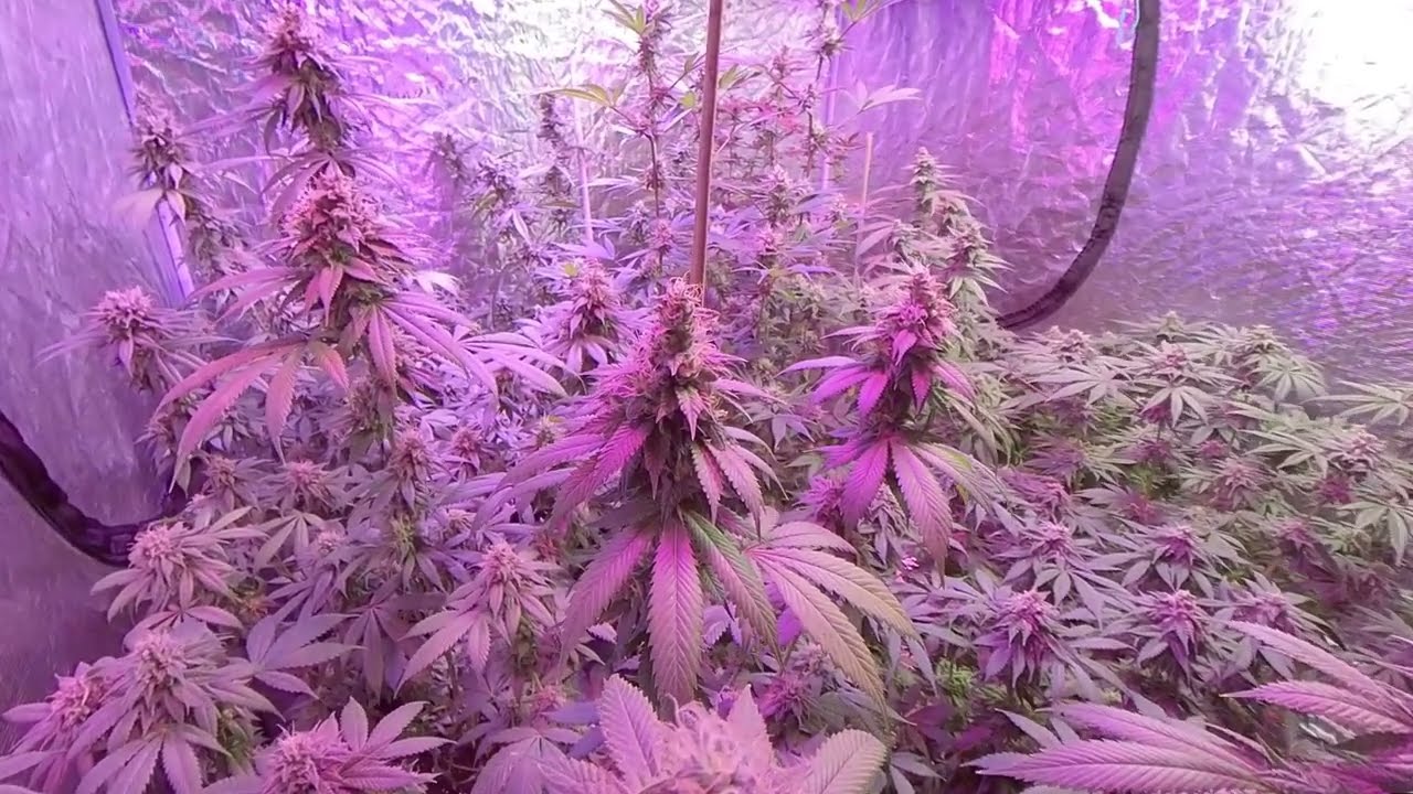 Blueberry Sugar Pine. Fuel OG . Lemon Ice 2.0. Cannacotta. Glue Dream