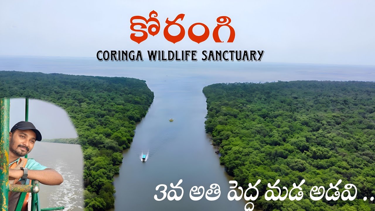 korangi forest kakinada | India's 3rd largest mangrove forest | Andhra Pradesh | Kakinada