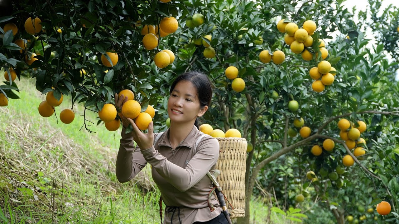 Harvest 40kg of the best oranges in the garden – Cook traditional dishes and sell them at the market