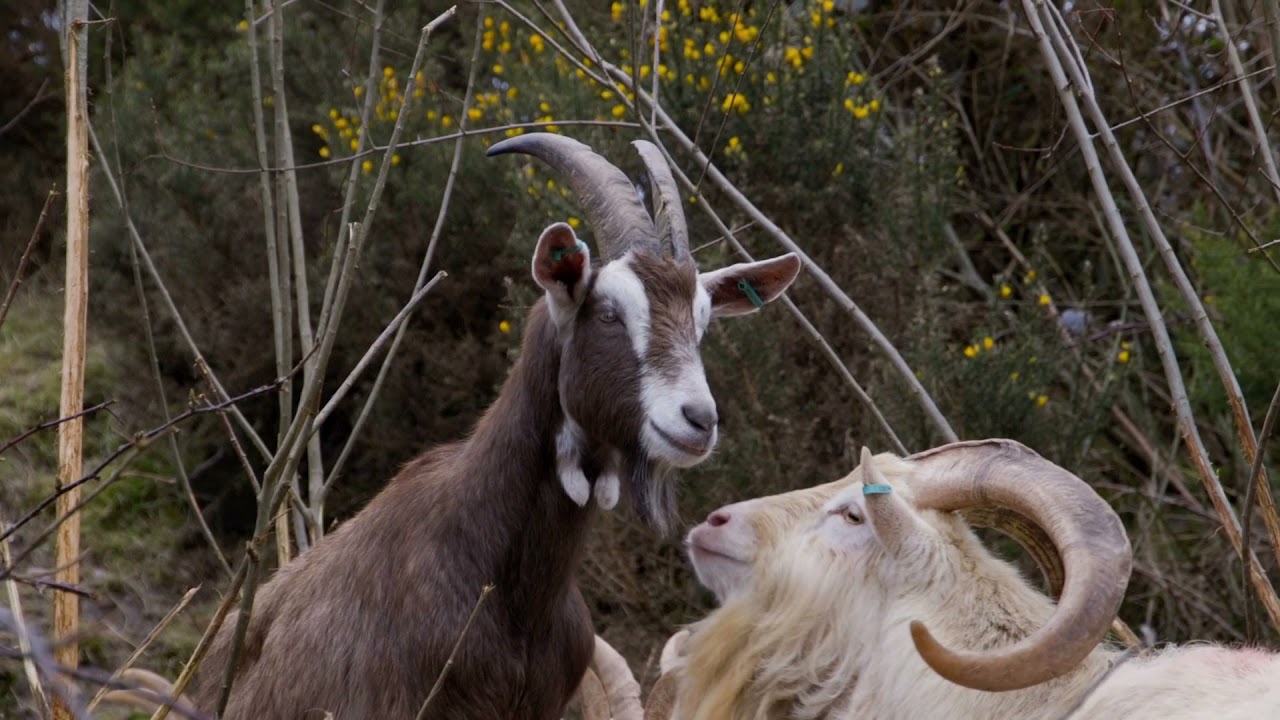 MOB GRAZING WITH GOATS
