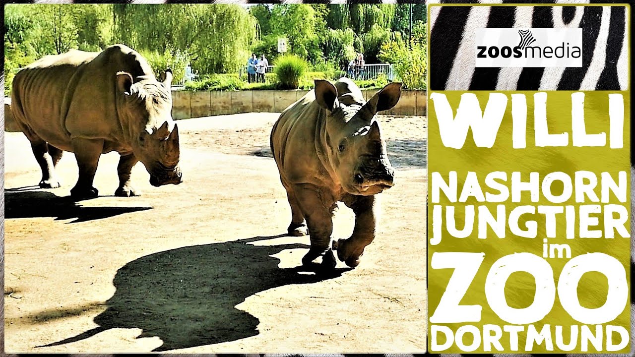 Junges Nashorn WILLI 😍 im Zoo Dortmund 🦏 | zoos.media