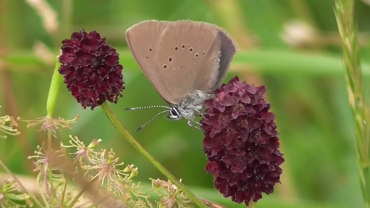 Schmetterling des Jahres 2026. Der Dunkle Wiesenknopf-Ameisenbläuling (Phengaris nausithous)