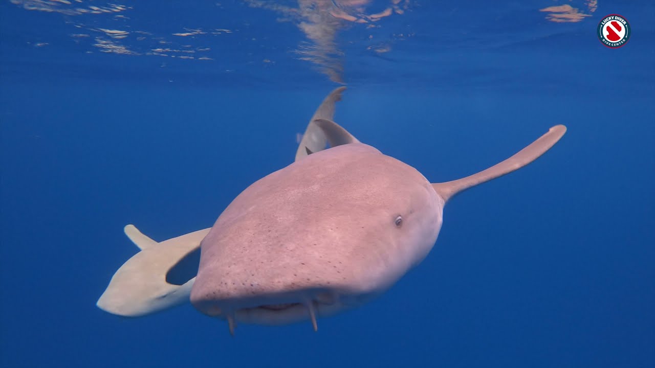 #Maldives dive safari 2021 last days