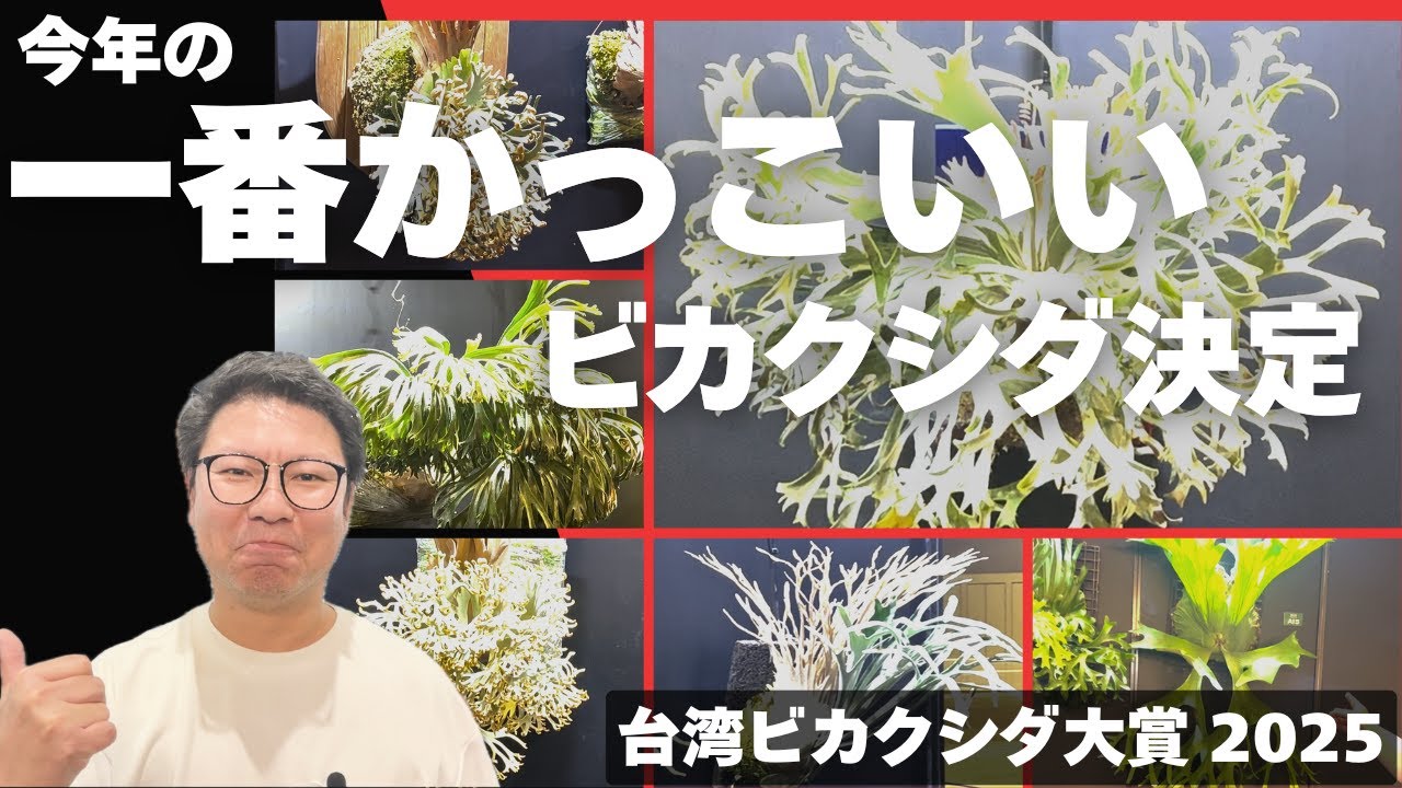 台湾の一番かっこいいビカクシダが決定！！TOMの一番も勝手に決めました！【第3回台湾ビカクシダ大賞】【再アップ】