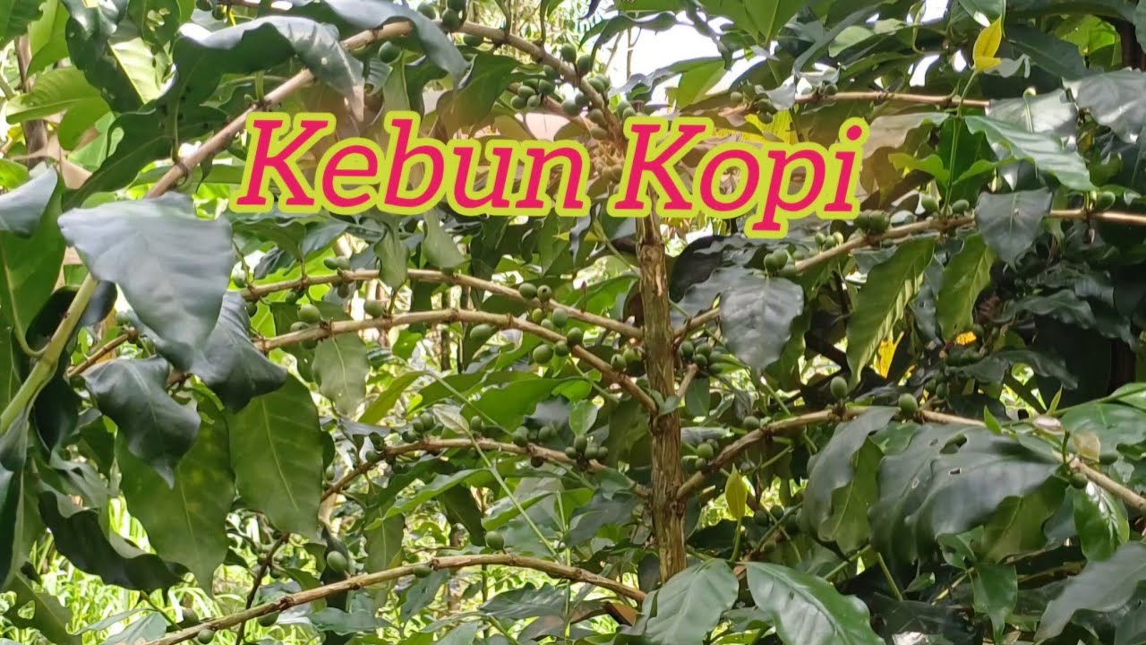 Perkembangan Tanaman Kopi Arabika