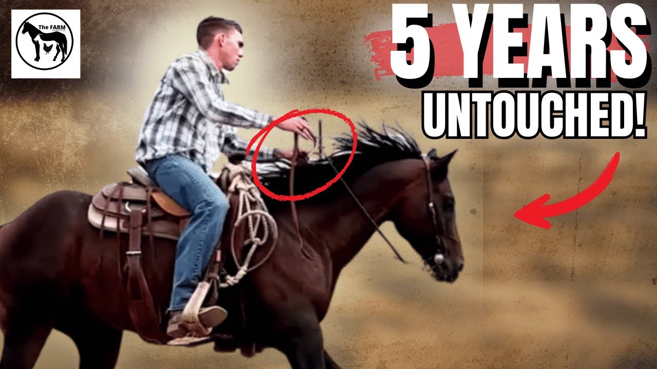 You Won’t Believe This Stallion’s First Ride…