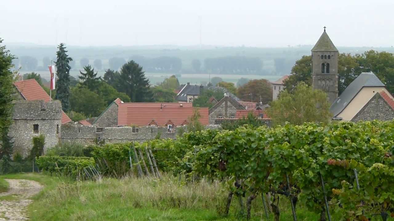 Zeit der Weinlese in Rheinhessen, Flörsheim-Dalsheim und Zell