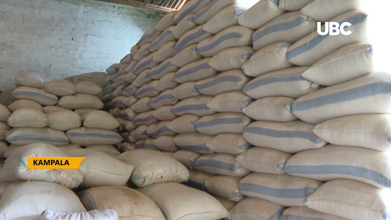 23 COMPANIES QUALIFY TO EXPORT MAIZE OUTSIDE KAMAPALA