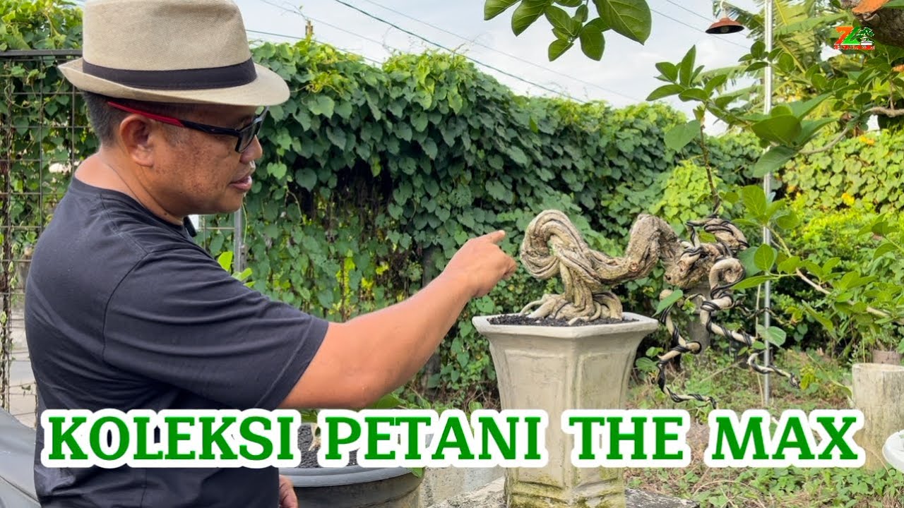 KUNJUNGAN MELIHAT KOLEKSI BONSAI PETANI THE MAX