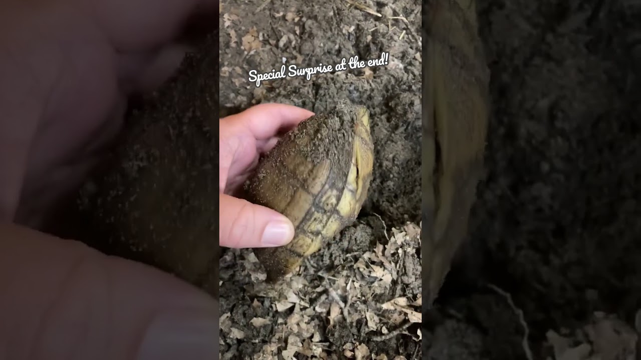 How Are the Hibernating Box Turtles Doing?!? 🐢🐢🐢🐢