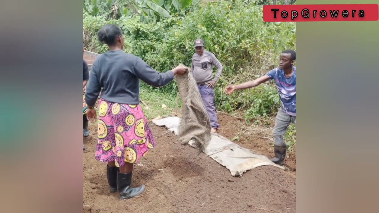 MBINU BORA ZA KUANDAA KITALU CHA MICHE YA KAHAWA (BROADCASTING)  @TopGrowers@TopGrowers1