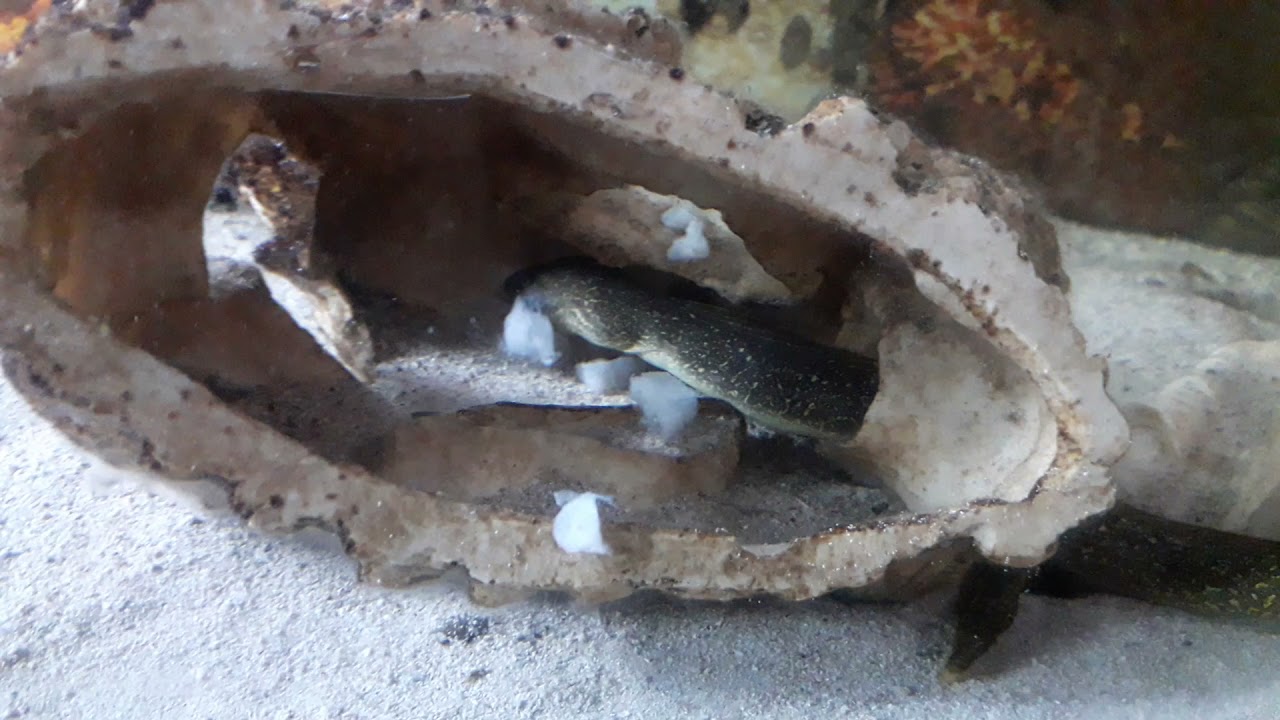 Finally my Gymnothorax Tile eat frozen food!