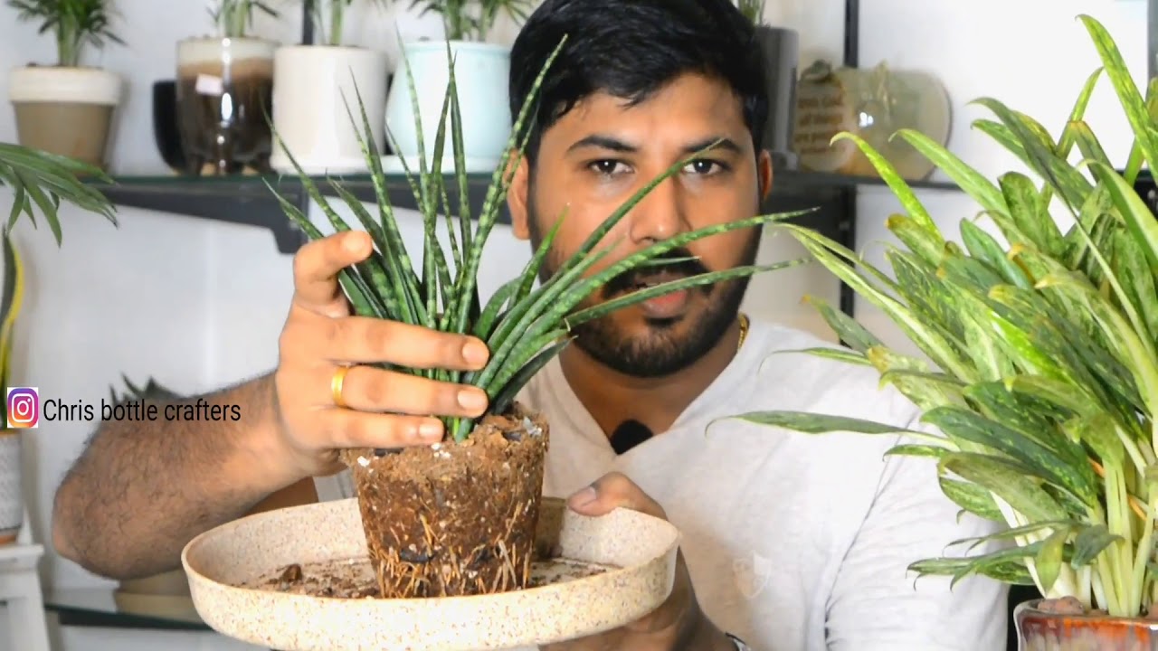 INDOOR PLANTS എങ്ങനെ പോട്ട് ചെയ്യാം എന്താണ് potting media , how to pot indoor plants in proper way.