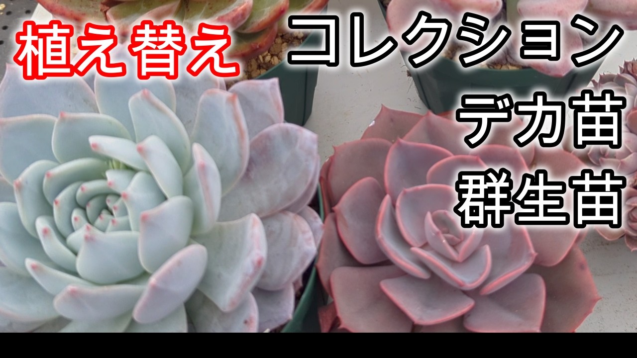 【多肉植物】【植え替え】コレクションの大きな苗と群生苗を植え替えます