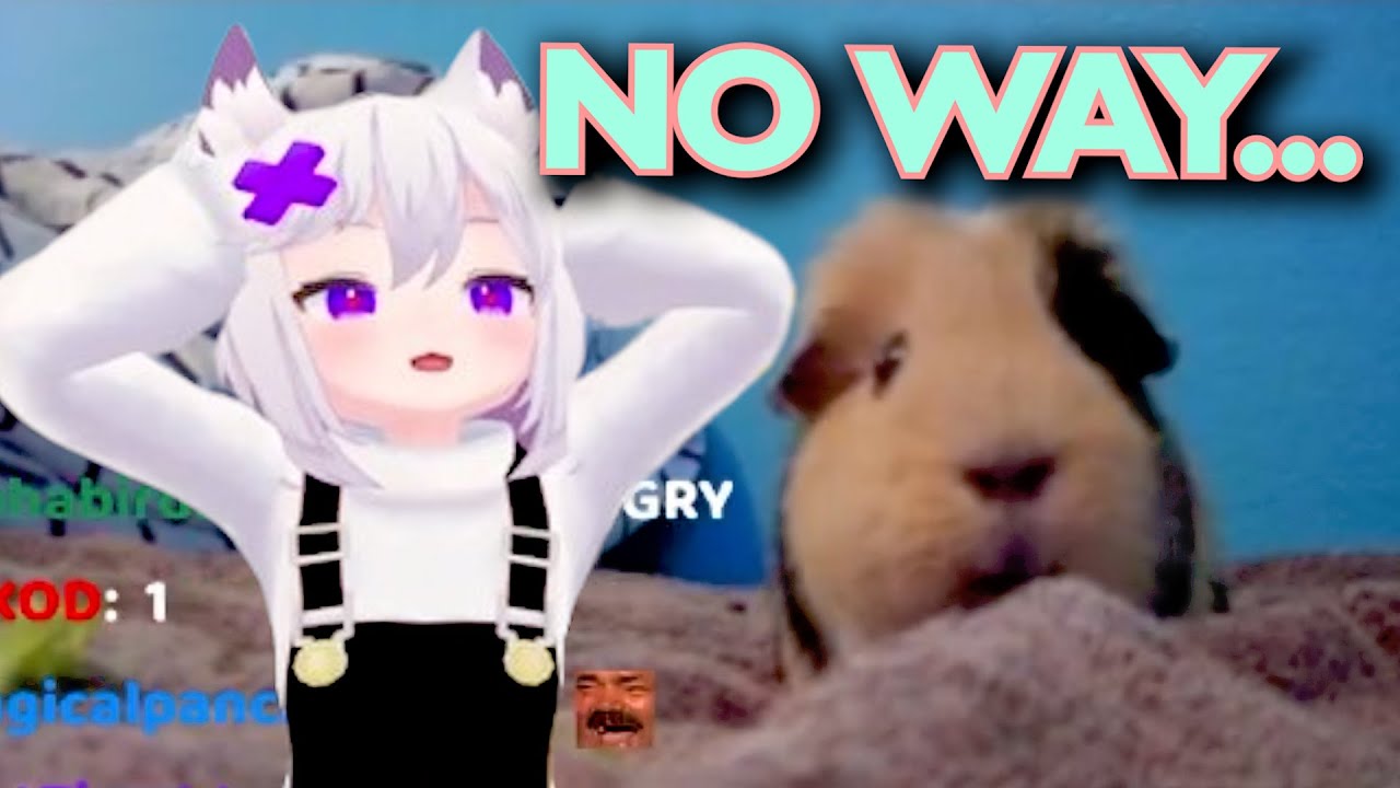 Filian Loses To A Guinea Pig