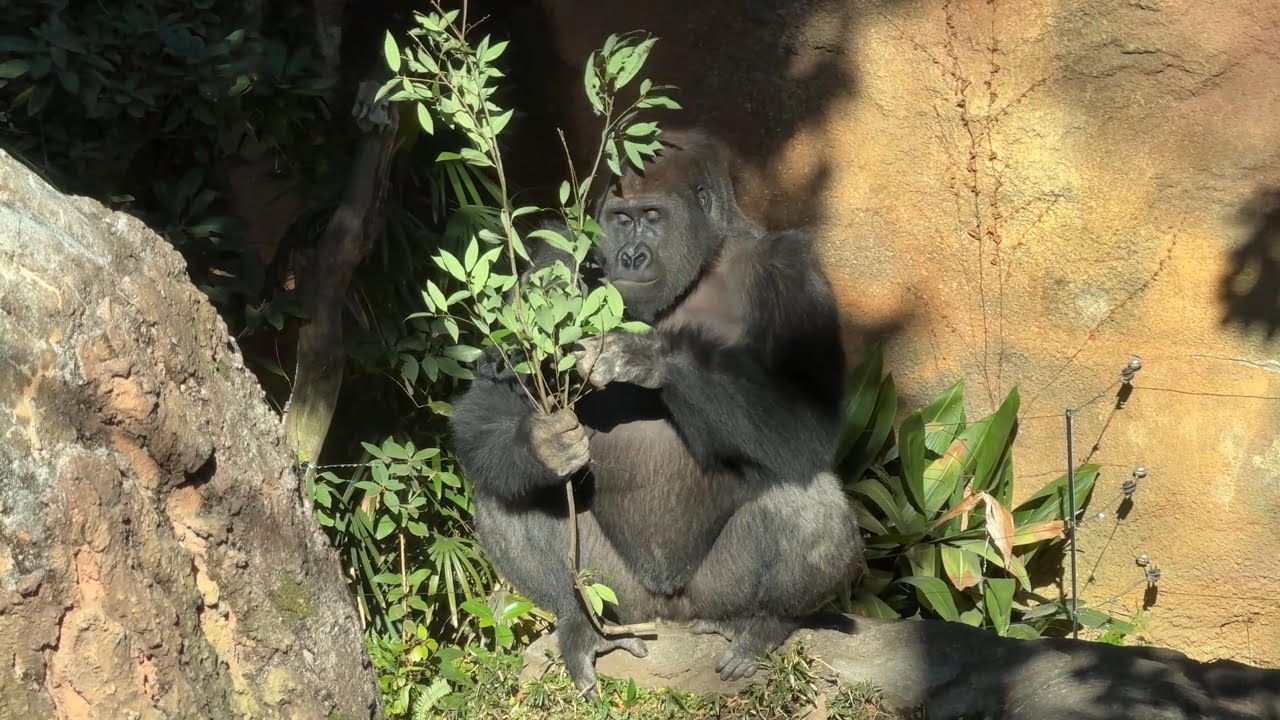 gorilla 陽当たりの良い場所でご飯を食べるゲンタロウ【2025年‎12月16日】【上野動物園】ゴリラ💗