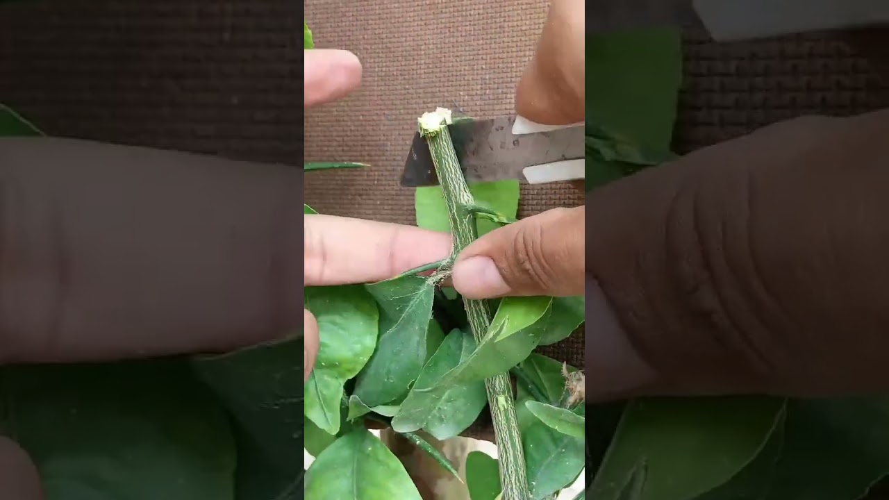 Orange tree Grafting 100%#garden