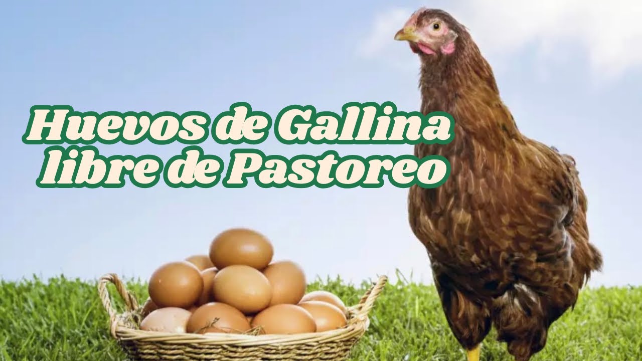 Juan Montes nos habla de los huevos de Gallina libre de Pastoreo 