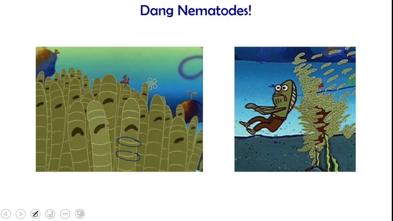 Invertebrate Biology: Flat and Round Worms (Platyhelminthes & Nematodes)