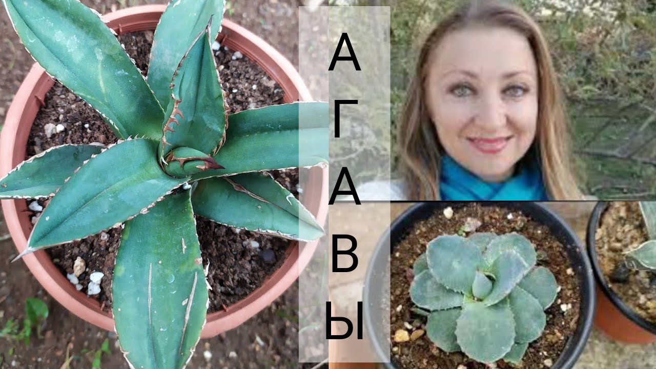 АГАВЫ моя коллекция 💚AGAVE my collection.