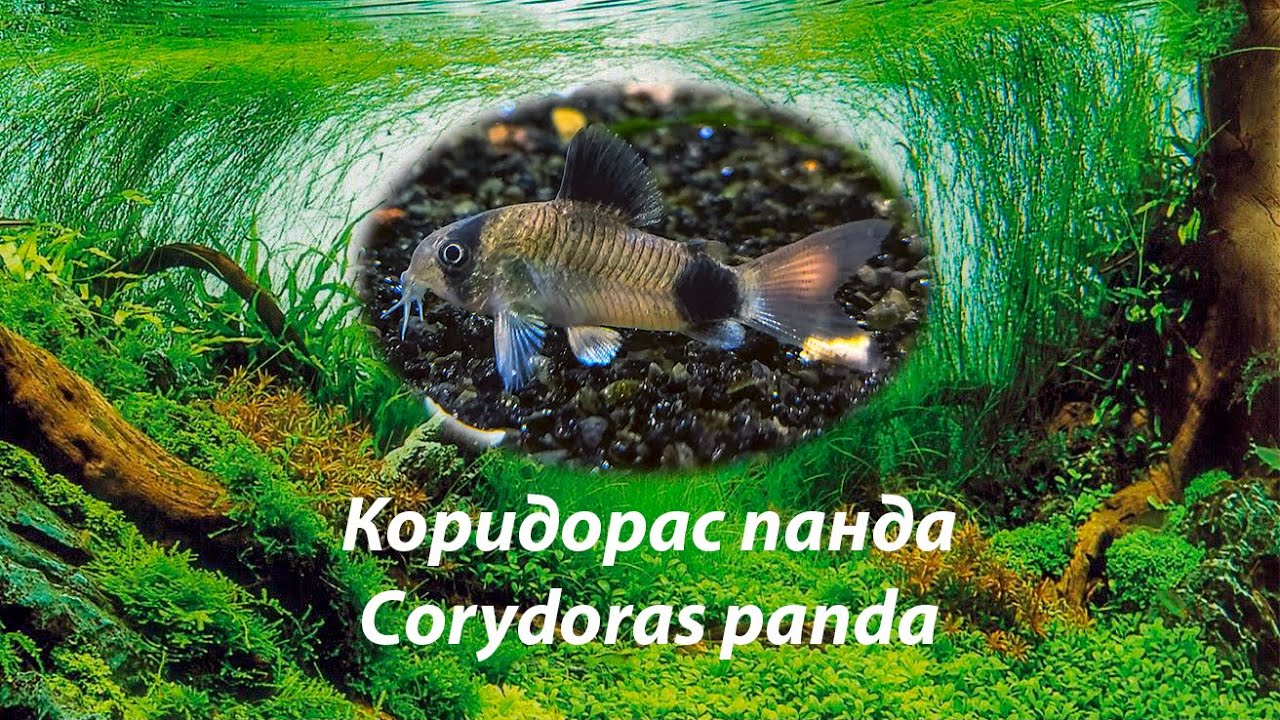 Коридорас панда / Corydoras panda #коридорасы #Corydoraspanda #корики
