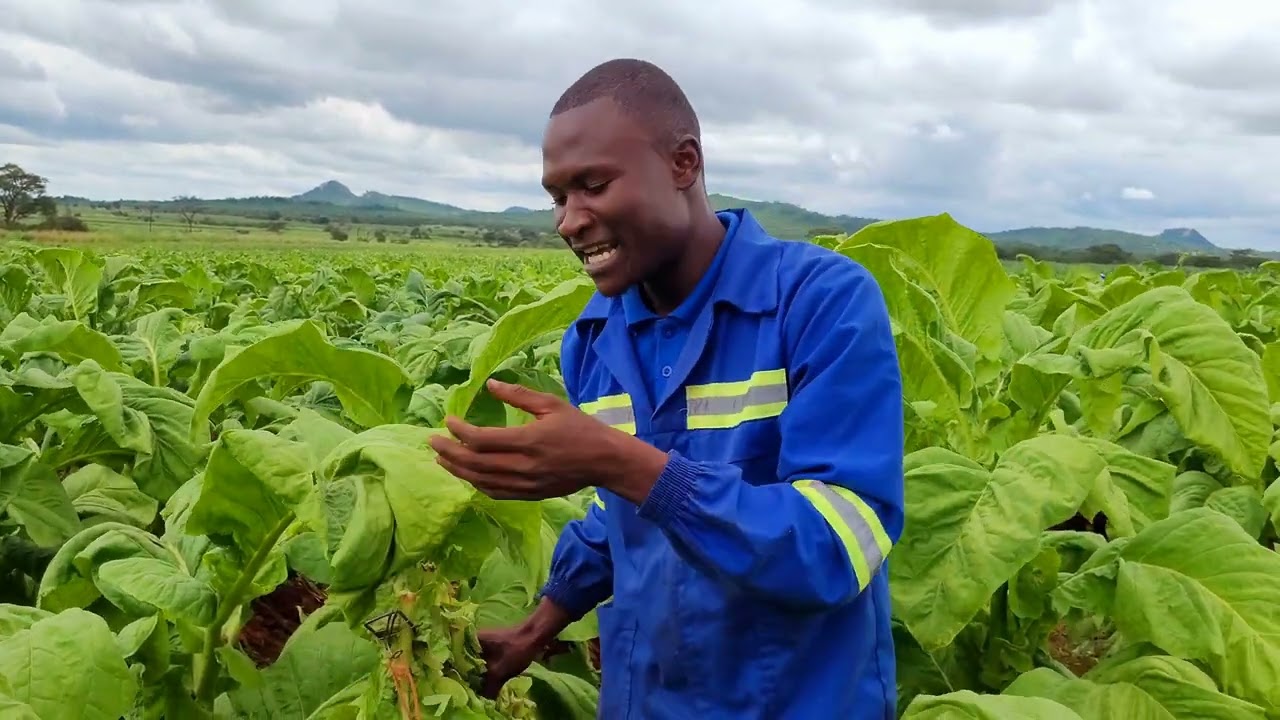 Kamufumo Geoffrey - NC Tobacco specialising in Tobacco Production