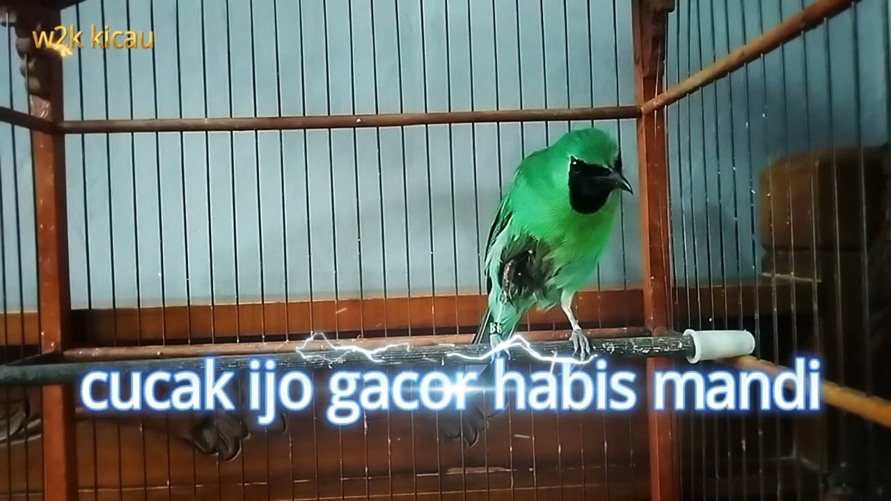CUCAK IJO GACOR SETELAH HABIS MANDI #youtube #kicaumania #viral 