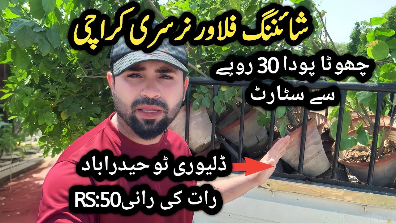Karachi Shining flower nursery 🌺 sasti nursery Karachi | nursery plants 🪴 #plants #flowers #fruit