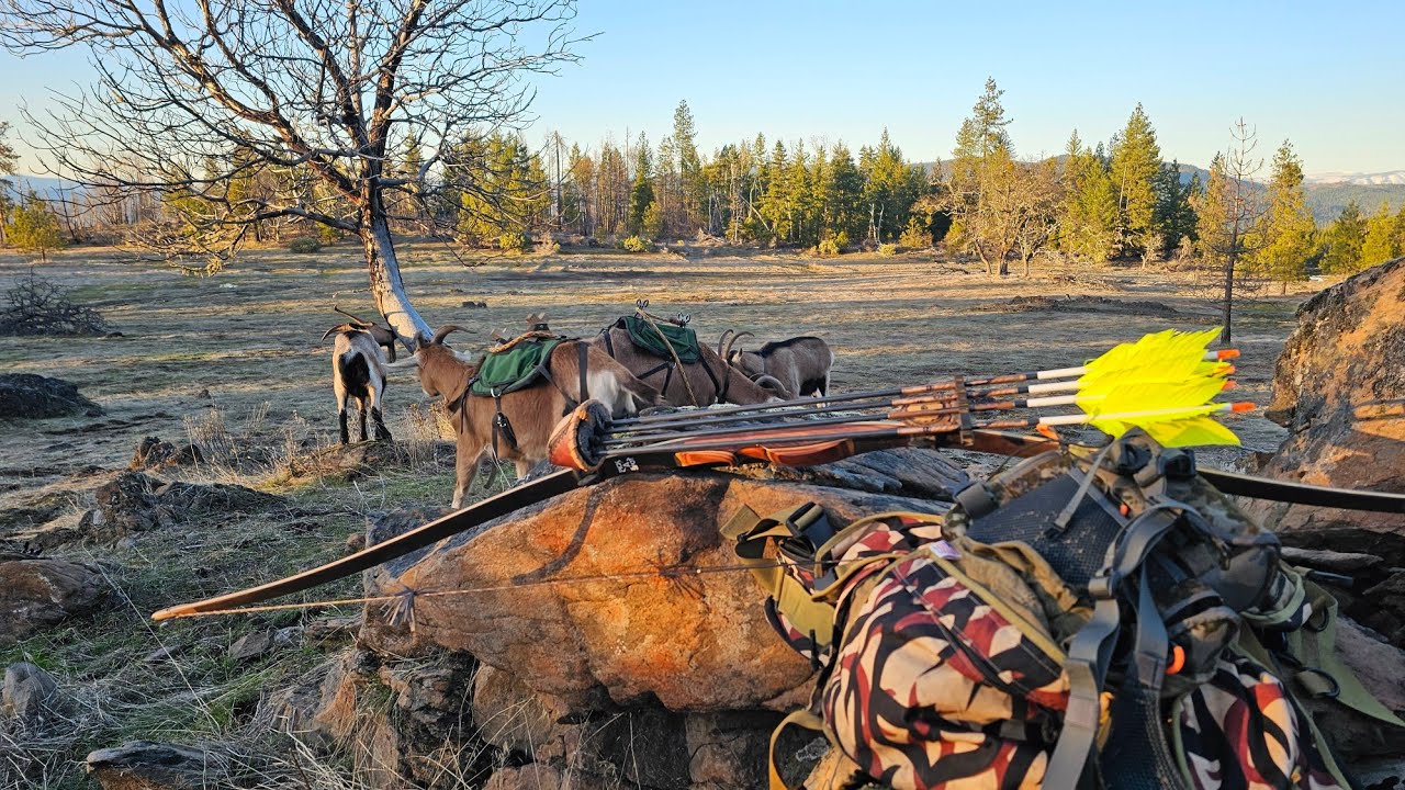 Squirrel Hunting with a Long Bow and Pack Goats 