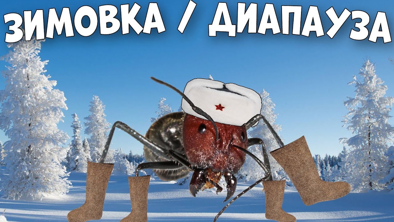 Как провести зимовку муравьиной колонии и что такое диапауза