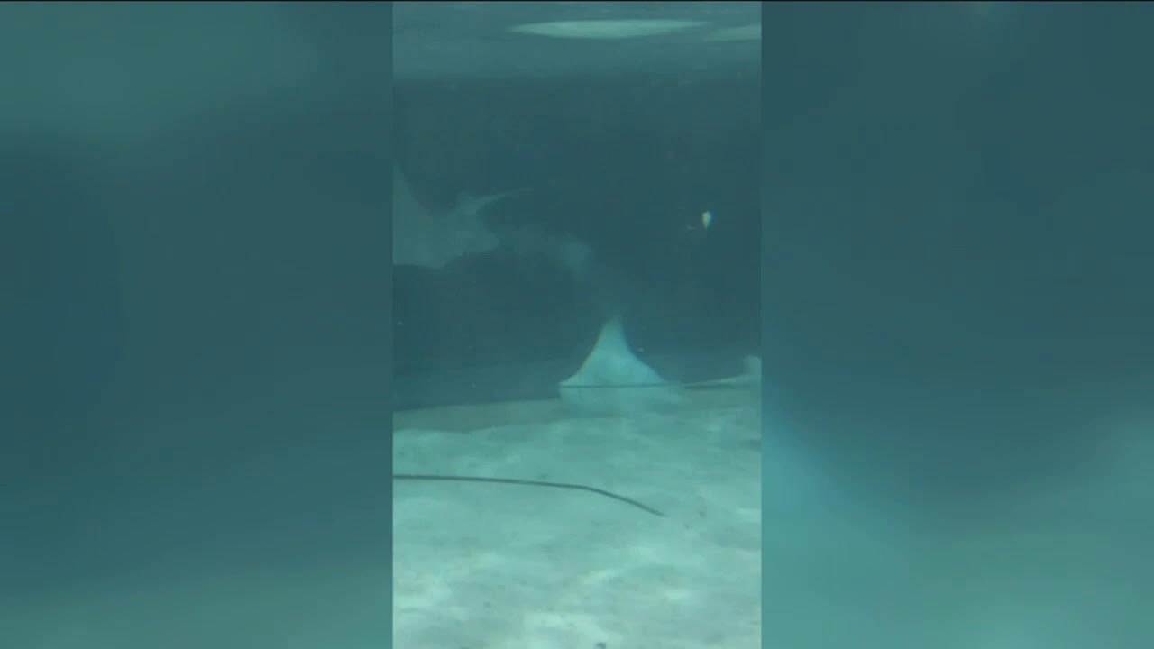 Three stingray pups born at The Florida Aquarium