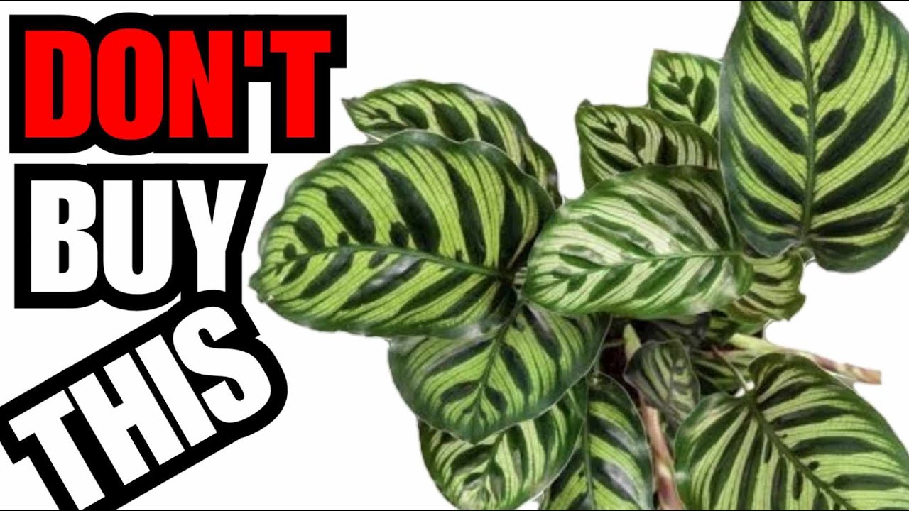 Five Plants beginners Should Avoid