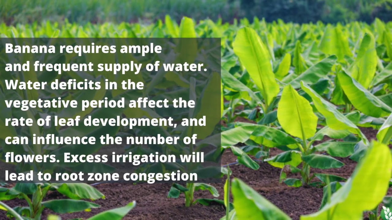 Yield Improvement & Water Management - Banana