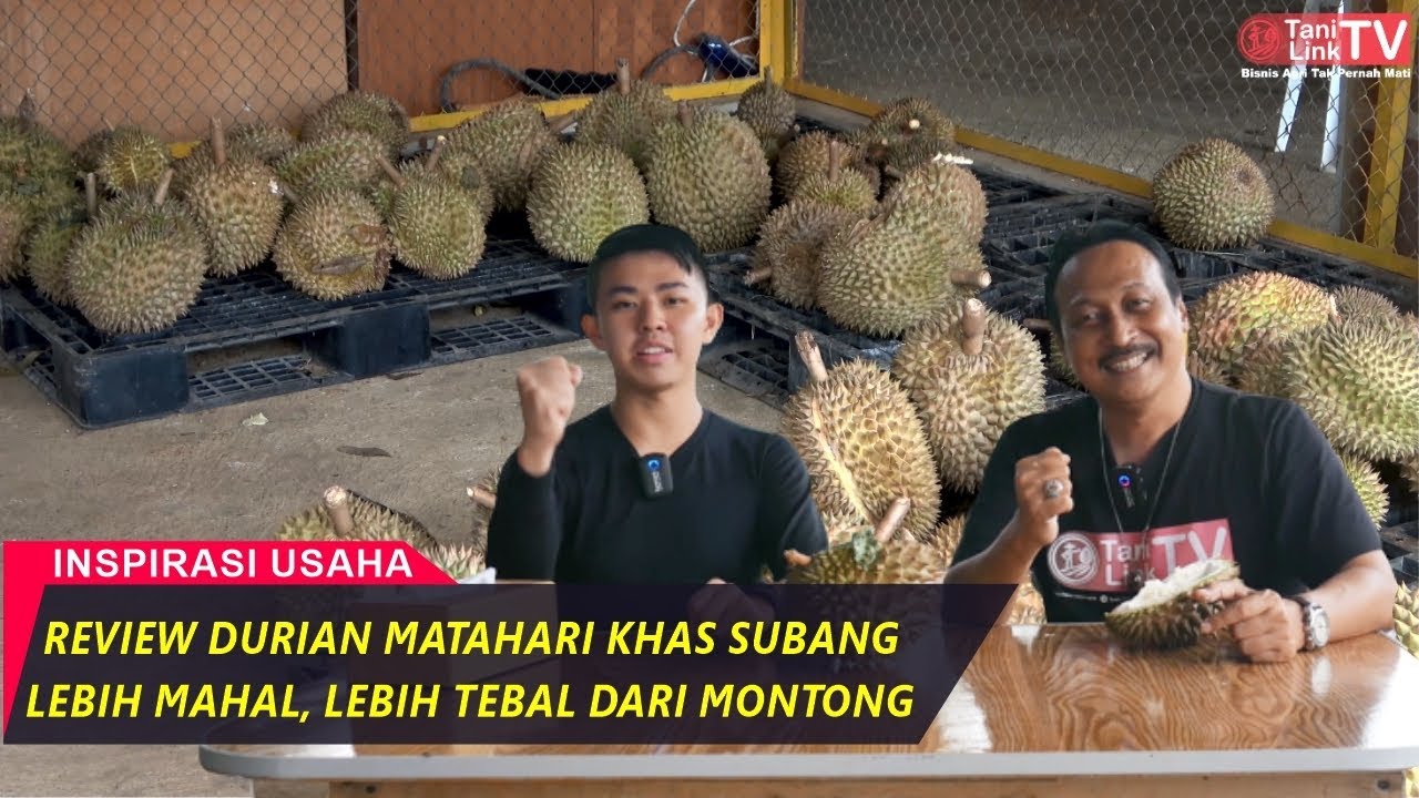 Panen Durian Matahari Milik Pengusaha Muda di Kebun Seluas 70 Hektar