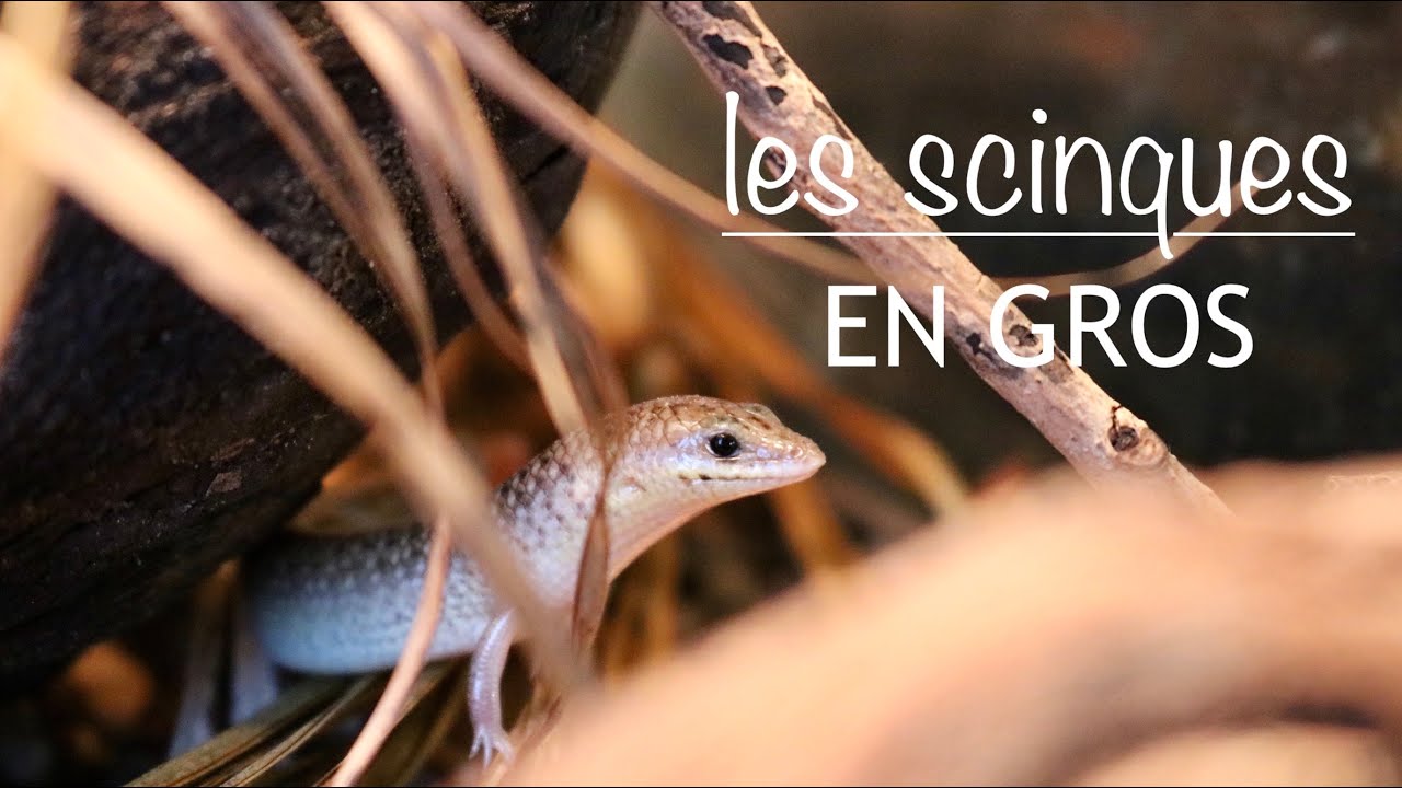 les scinques EN GROS