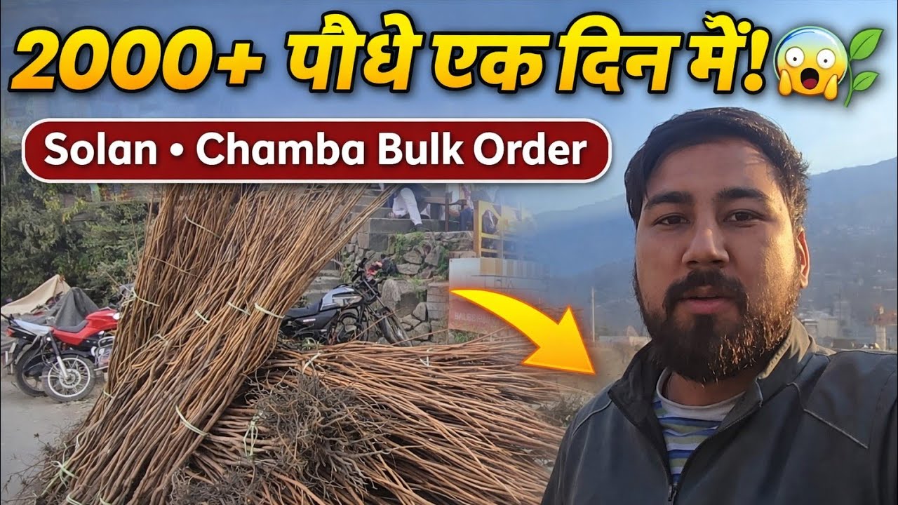 एक ही दिन में 2000+ पौधों की बिक्री 🌱 | हमारी नर्सरी की बड़ी डिलीवरी | Trusted Plant Nursery