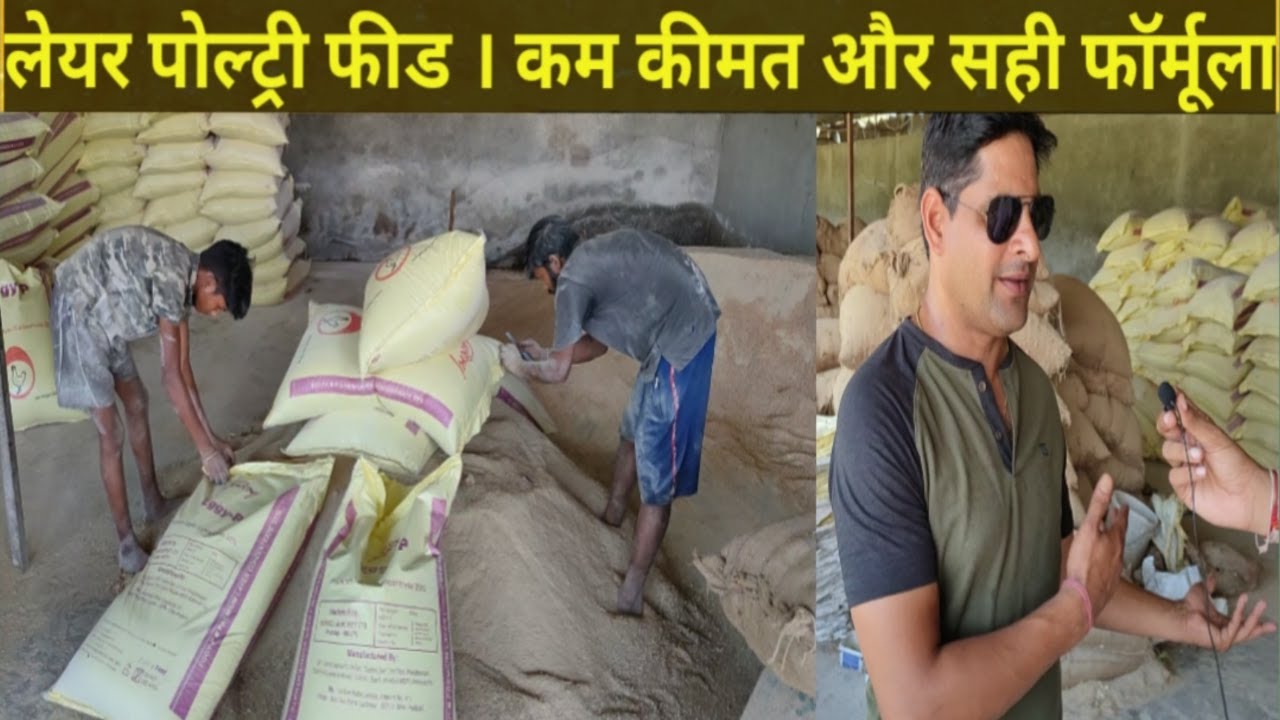 लेयर पोल्ट्री फीड के खर्च को करें कम । Low cost feed making Step by Step