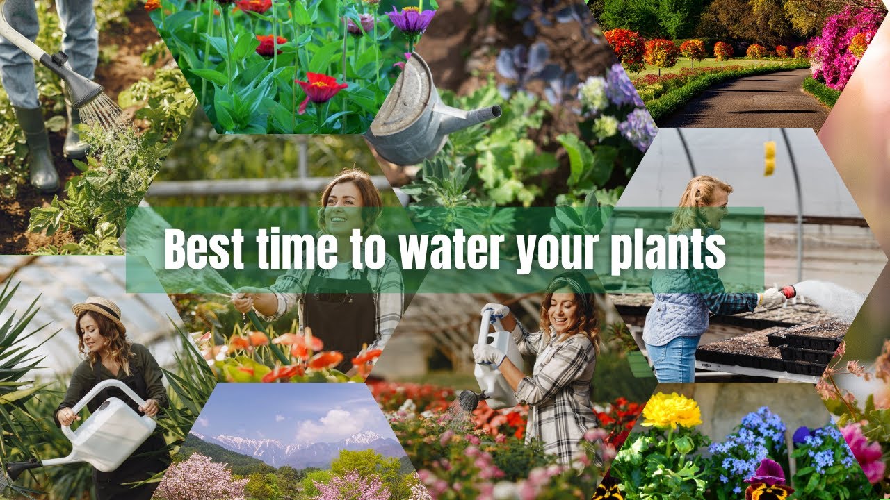 Best time to water your plants | Guidelines for right method of watering your plants