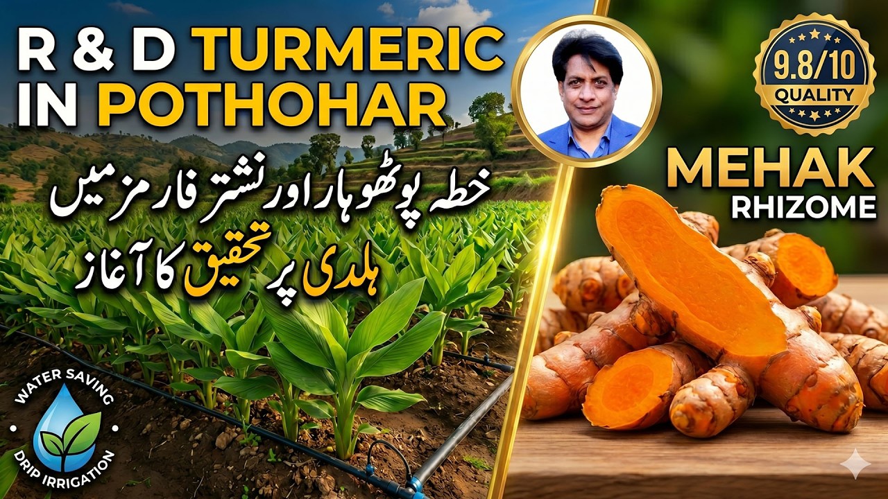 How to Grow Turmeric in Pothohar: Mehak Variety & Modern Tech