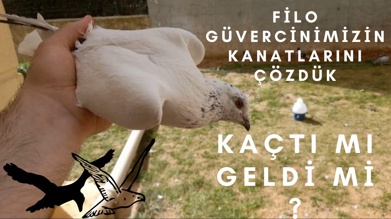 GÜVERCİN ALIŞTIRMA VE UÇURMA #1