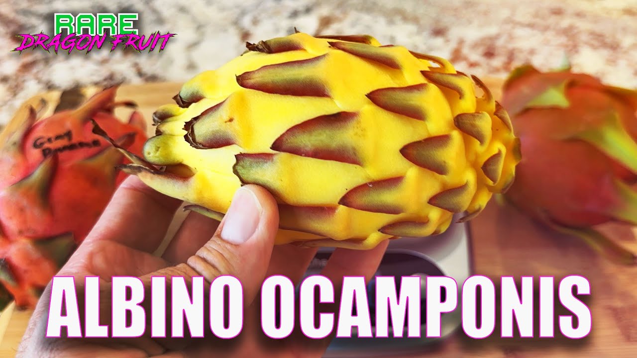 ALBINO OCAMPONIS TASTE and REVIEW