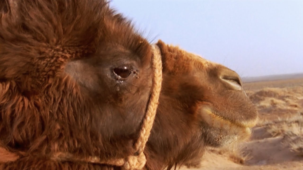 THE STORY OF THE WEEPING CAMEL - Tears of the Camel