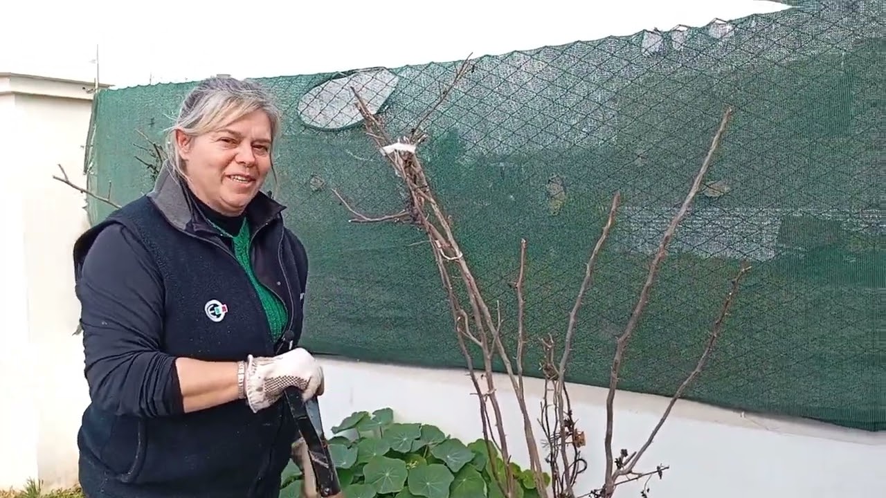 COMO utilizar el fertilizante TRIPLE 15