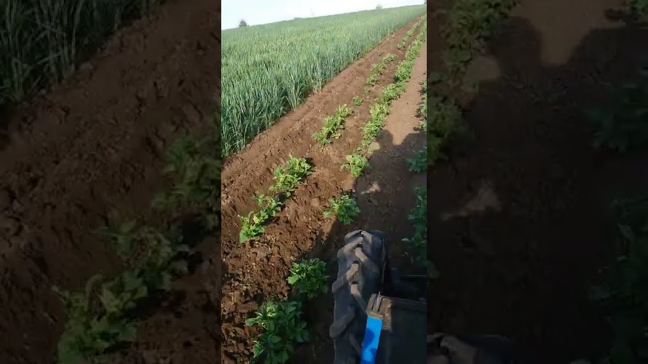 iseki tu 197.сезон підгортання картоплі.