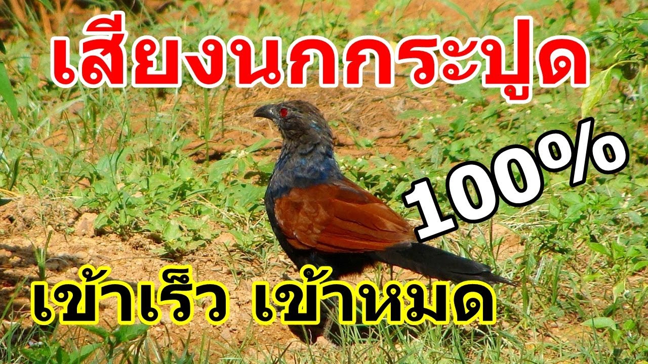เสียงนกกระปูด เสียงชัด ต่อเข้าไวมาก 100%