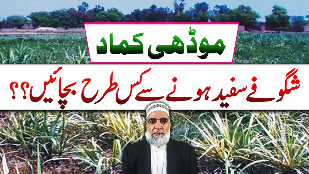 How to mitigate micronutrients deficiency in sugarcane || Crop Reformer