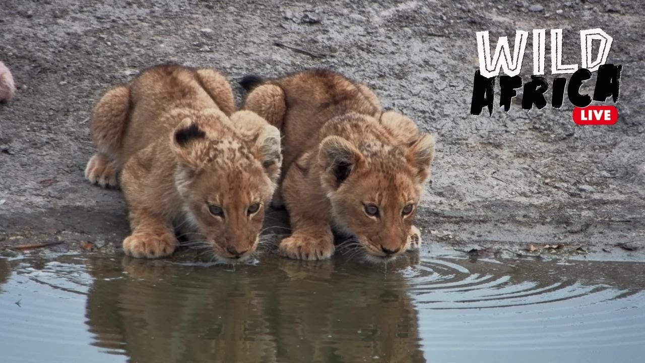 Watch African Wildlife  - Wild Africa LIVE