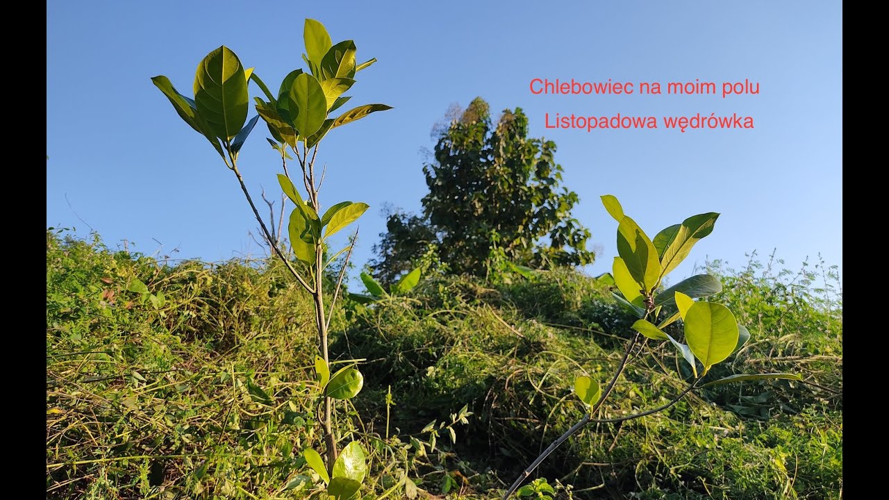 Drzewo chlebiowiec na moim polu. Jackfruit tree on my field.