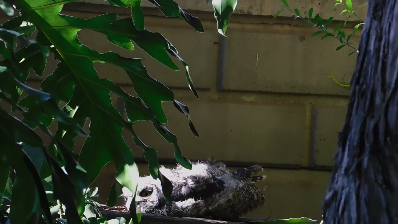 Normal Fledgling Behaviour Lying Down to Rest